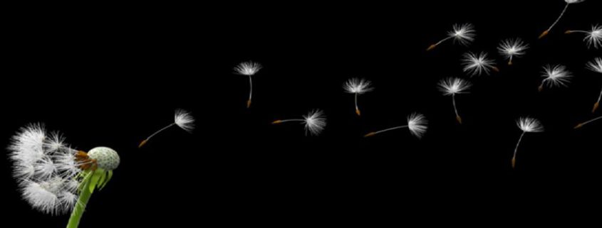 Truii data visualization, analysis and management dandelion blowing wide bits and pieces of large dataset