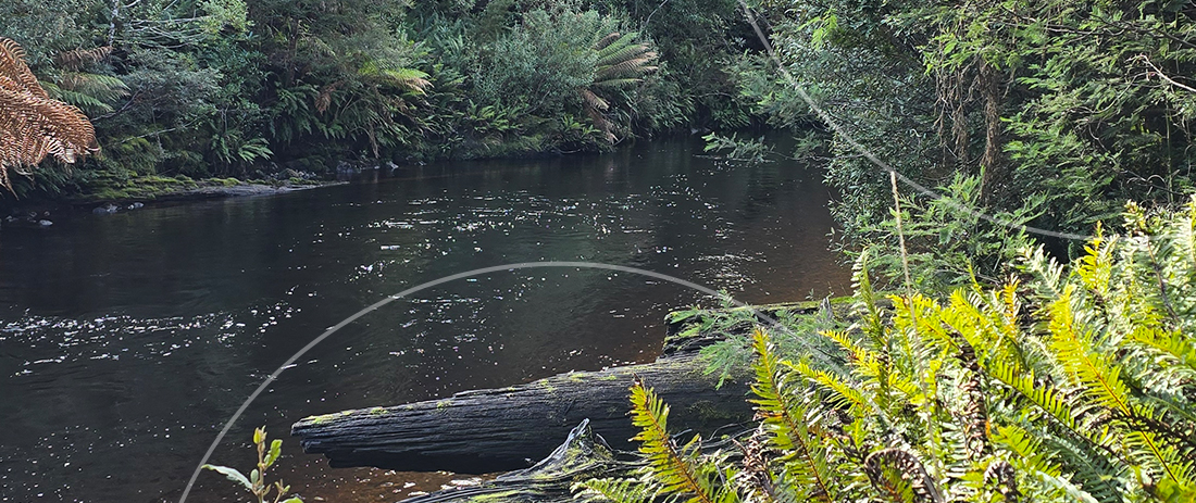 River in green forest