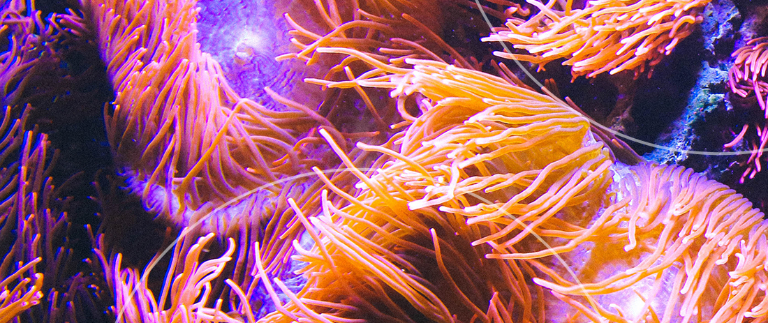 Paddock to reef data portal