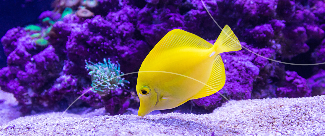 Great Barrier Reef