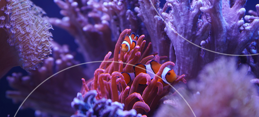 Two clown fish swimming through coral