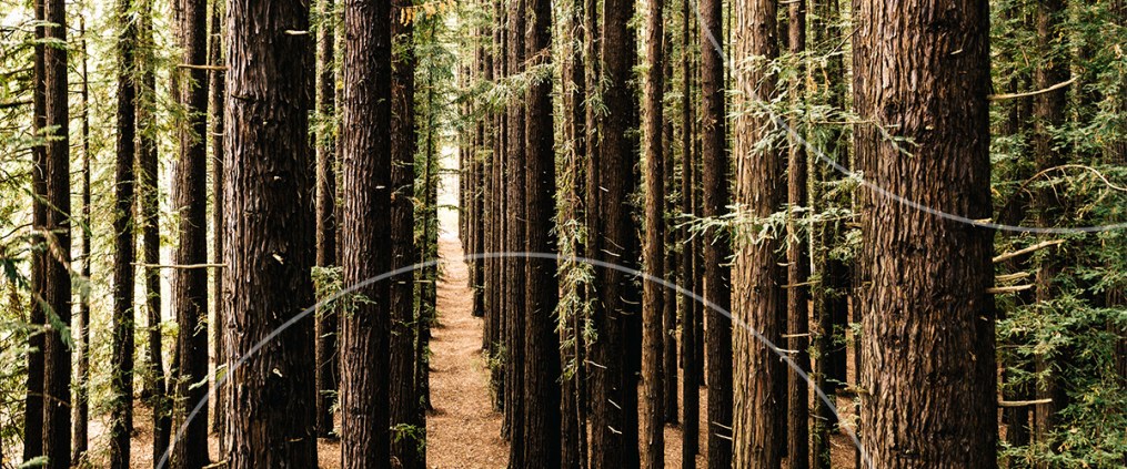 Path through a tall pine forest, trees lining both sides
