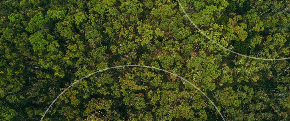 Aerial view of dense green forest canopy