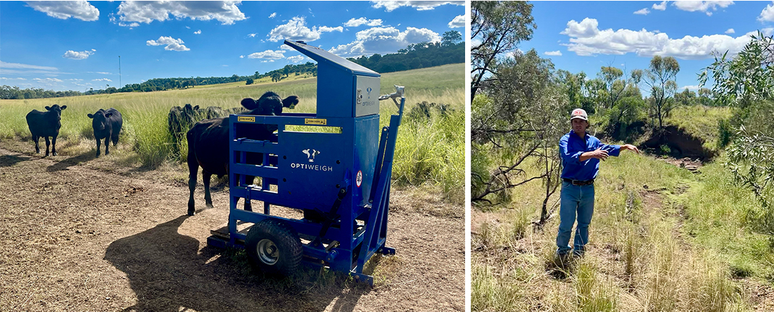 Steer hopping on the automatic weighing system + Farmer showing us planned streambank erosion works.