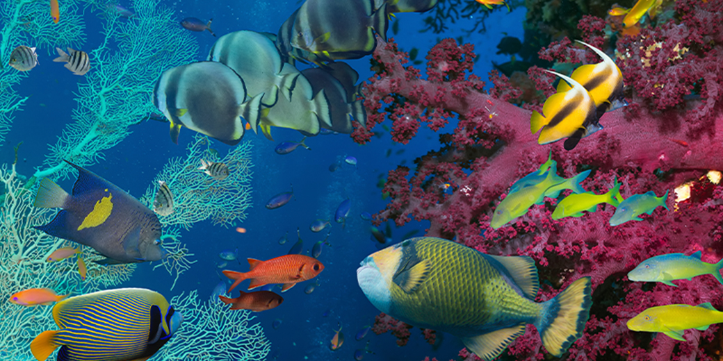 Great Barrier Reef
