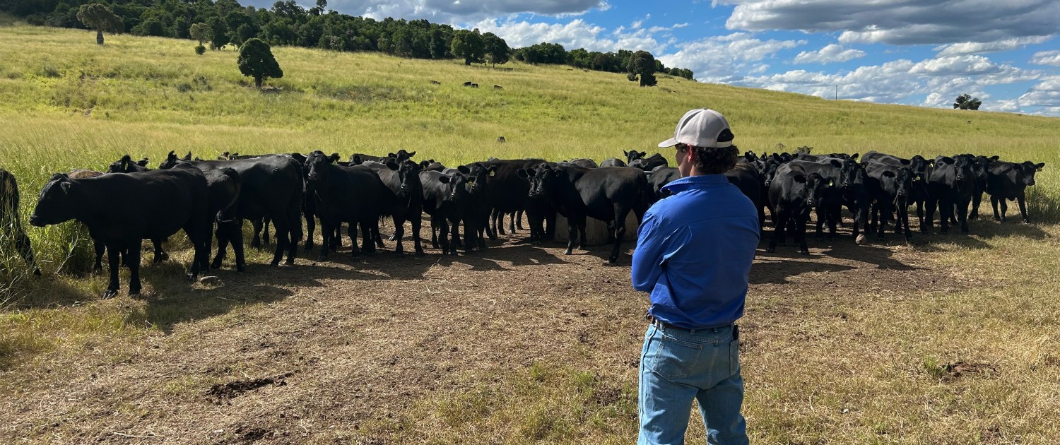 Man standing in front of black cows on farmland